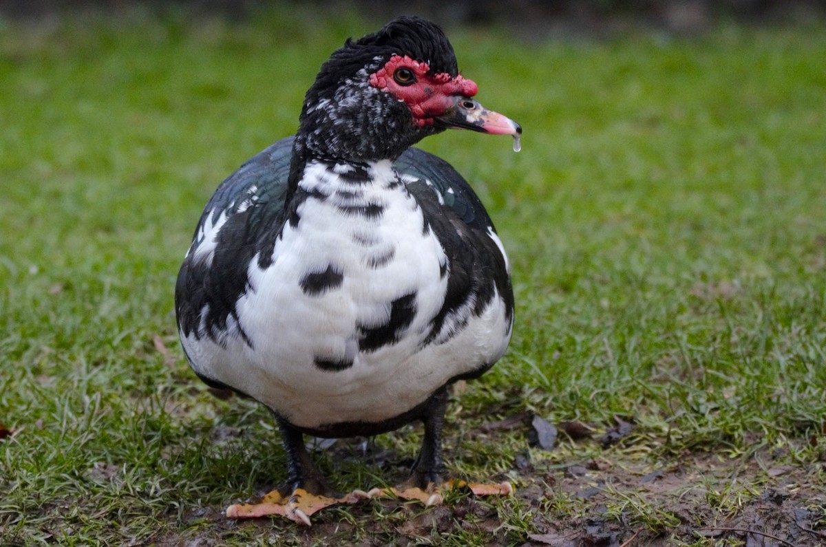 pižmovka americká - ML646289313