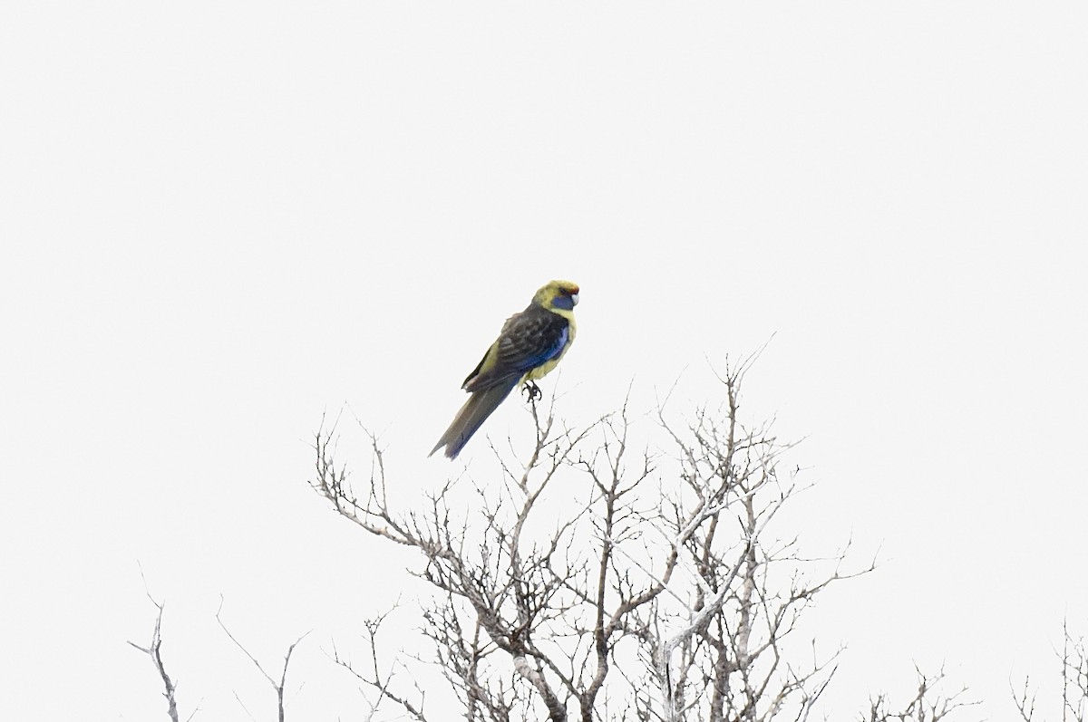 Green Rosella - ML646289316