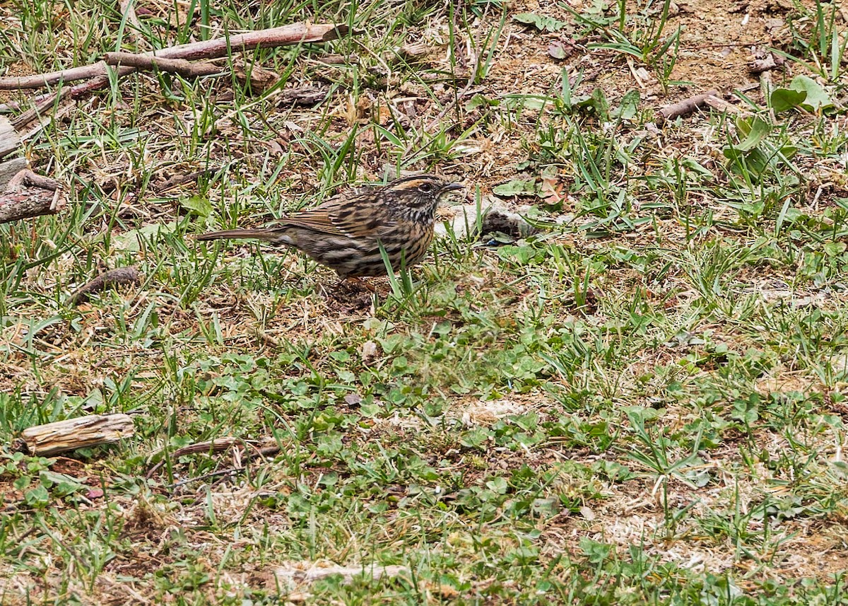 Rufous-breasted Accentor - ML646289327