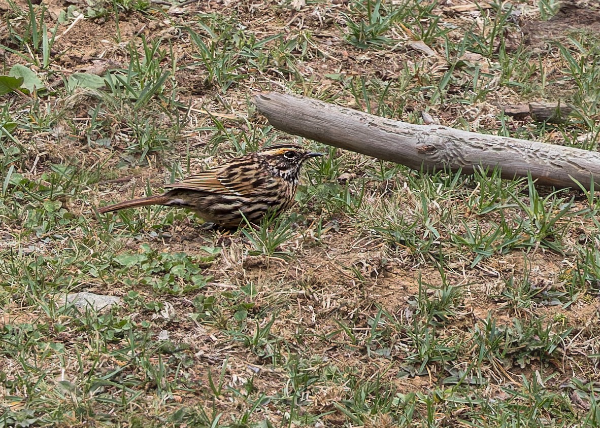 Rufous-breasted Accentor - ML646289328