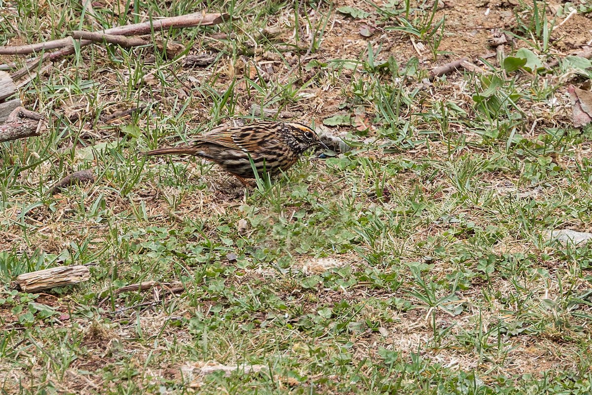 Rufous-breasted Accentor - ML646289329