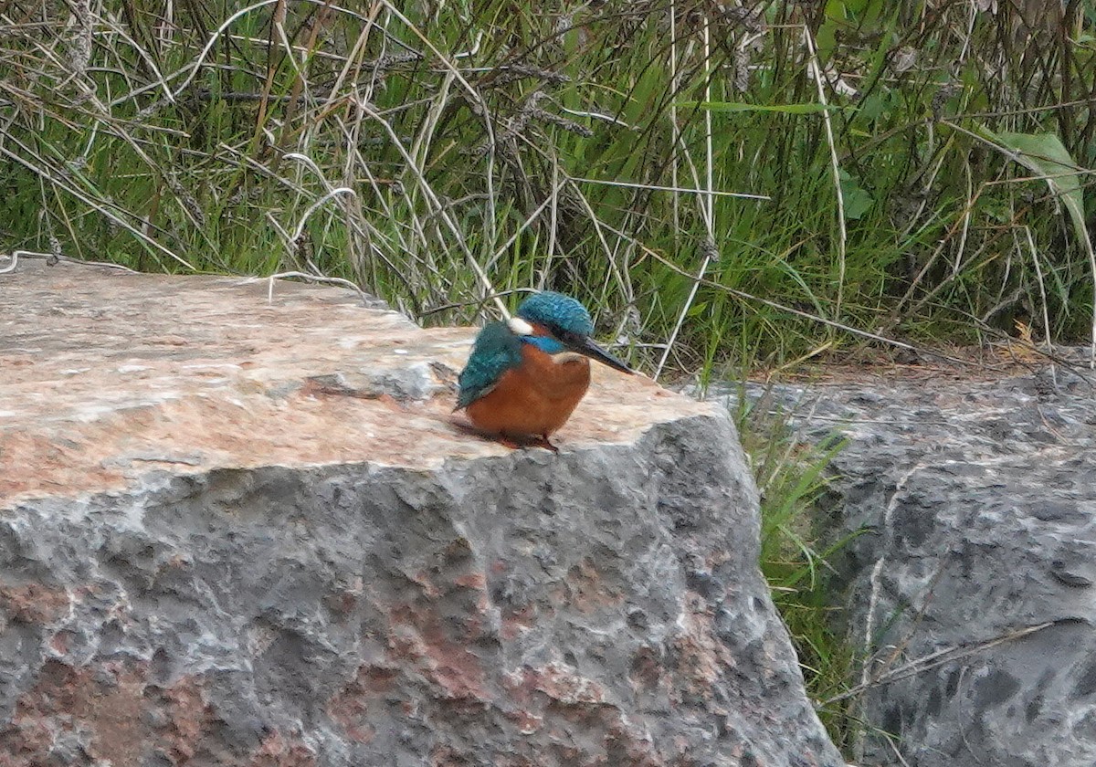 Common Kingfisher - ML646289330