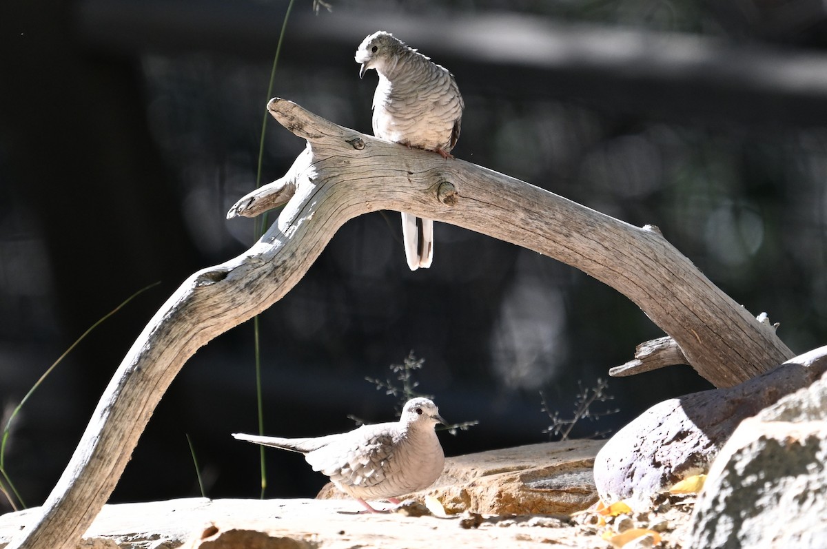 Inca Dove - ML646289332