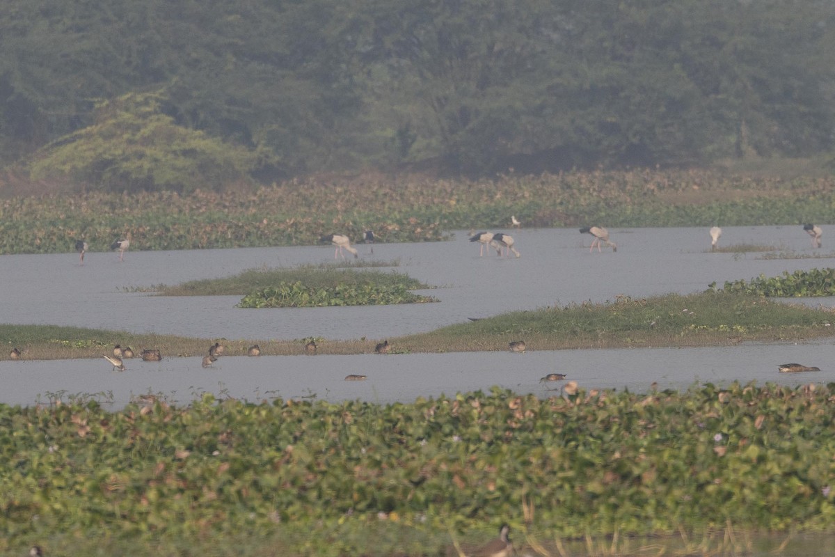 Green-winged Teal (Eurasian) - ML646289334