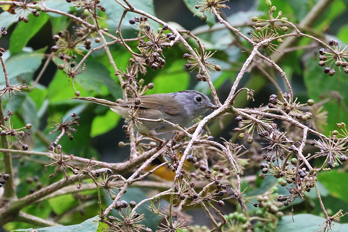 Mountain Fulvetta - ML646289340