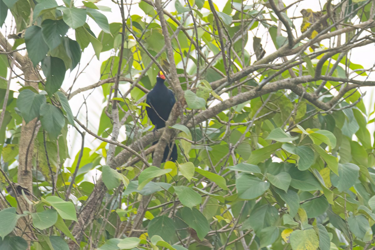 Violet Turaco - ML646289344