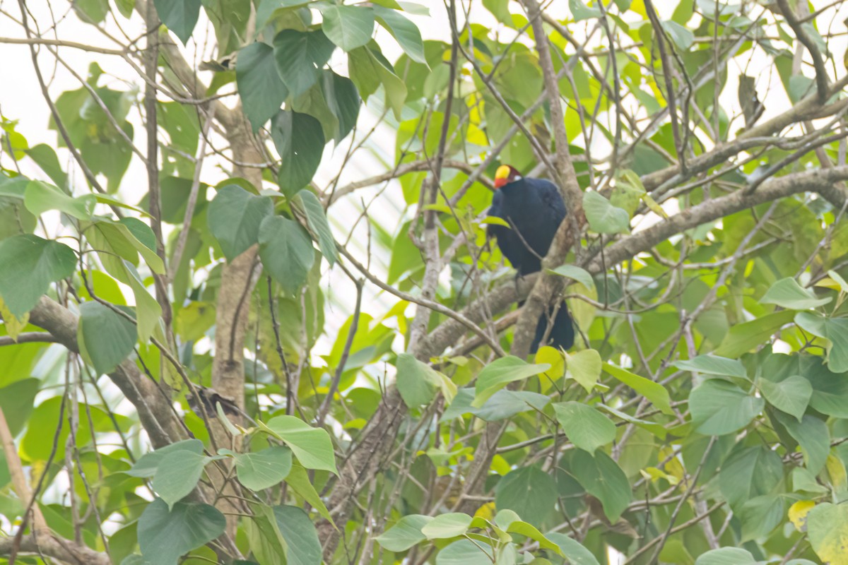 Violet Turaco - ML646289345