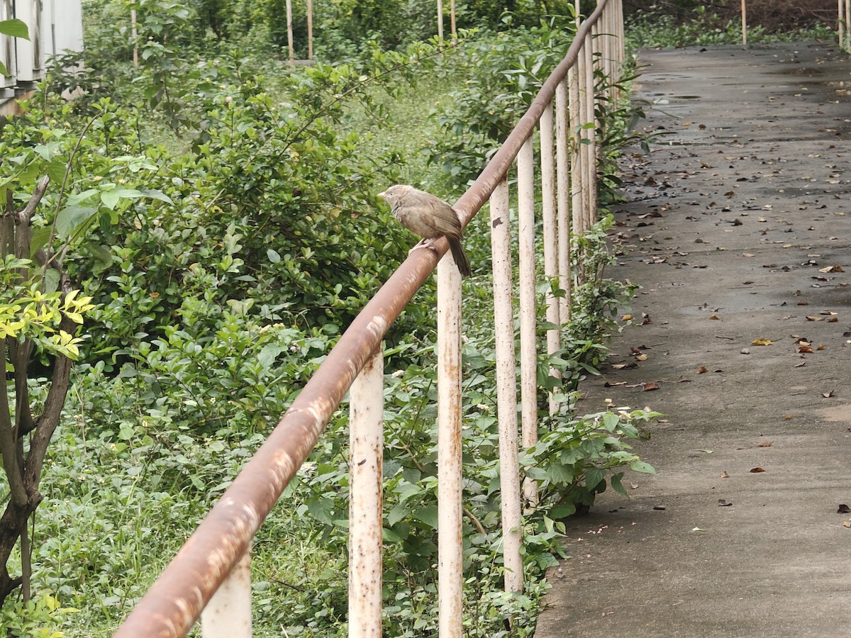 Yellow-billed Babbler - ML646289353