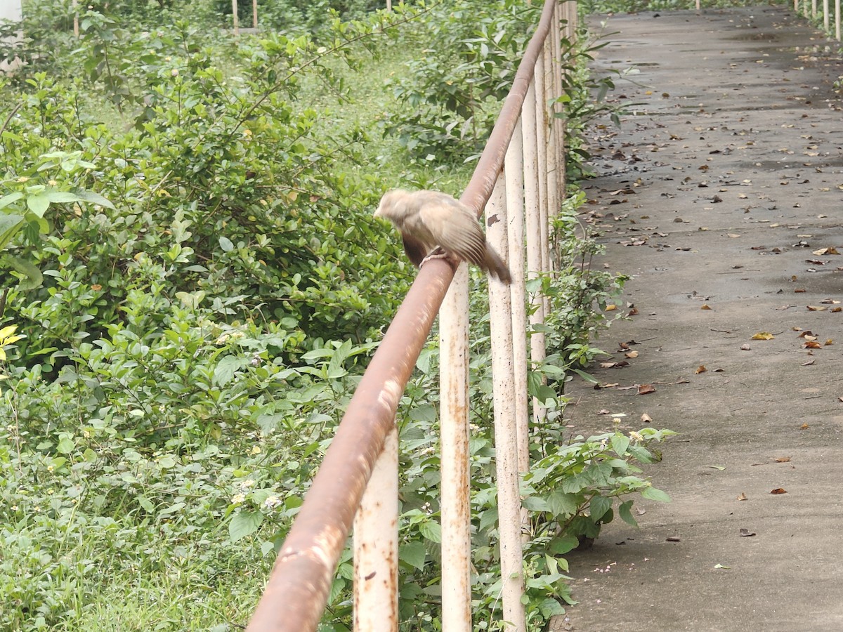 Yellow-billed Babbler - ML646289354