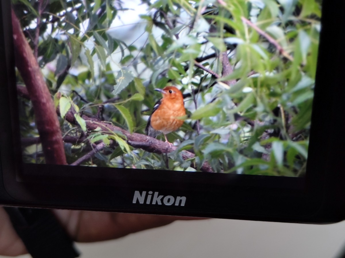 Orange-headed Thrush - ML646289355