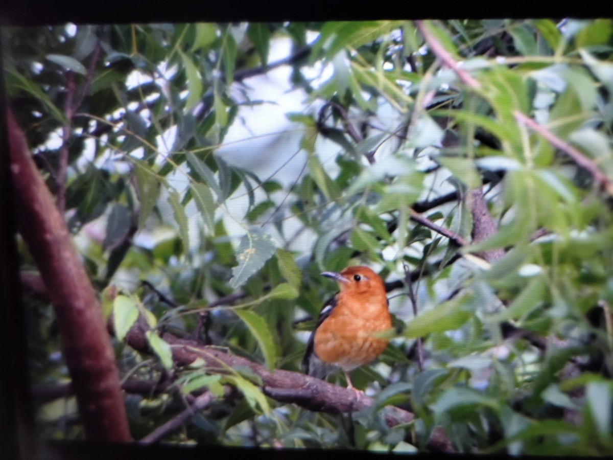 Orange-headed Thrush - ML646289356