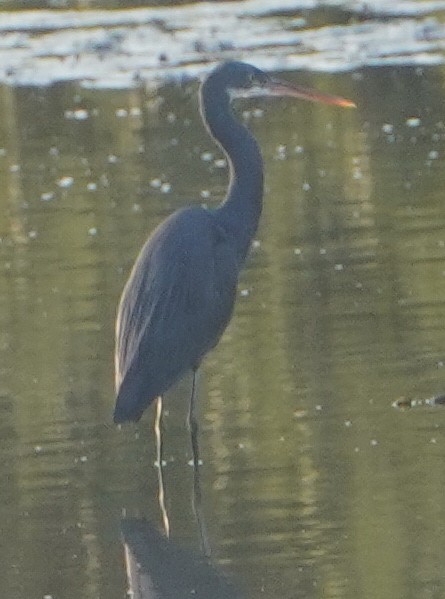Western Reef-Heron - ML646289360