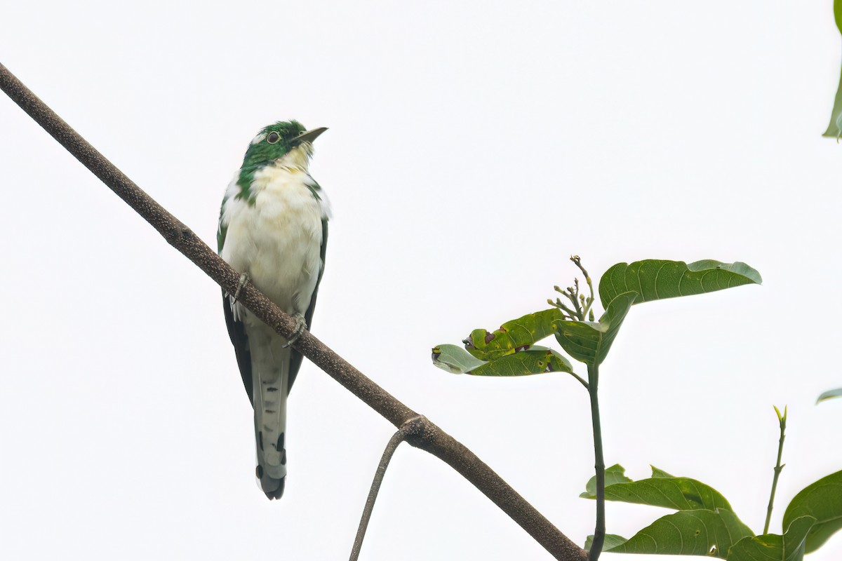 Klaas's Cuckoo - ML646289361