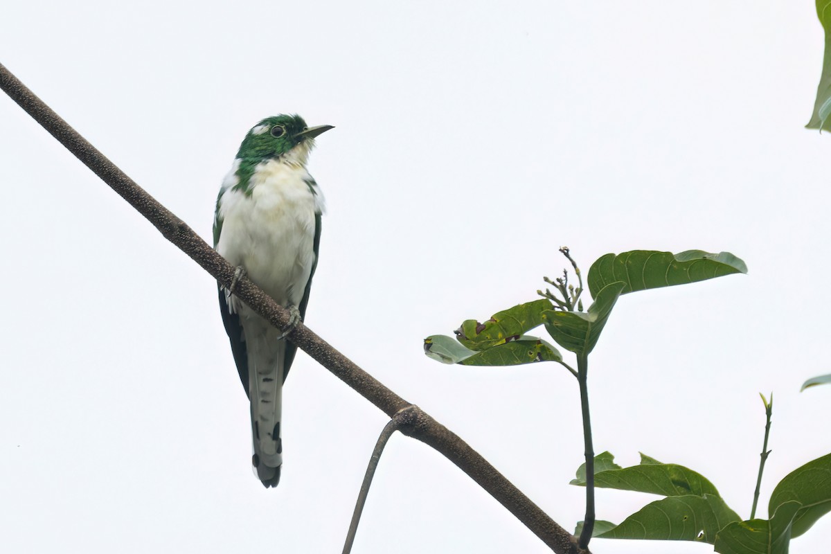 Klaas's Cuckoo - ML646289362