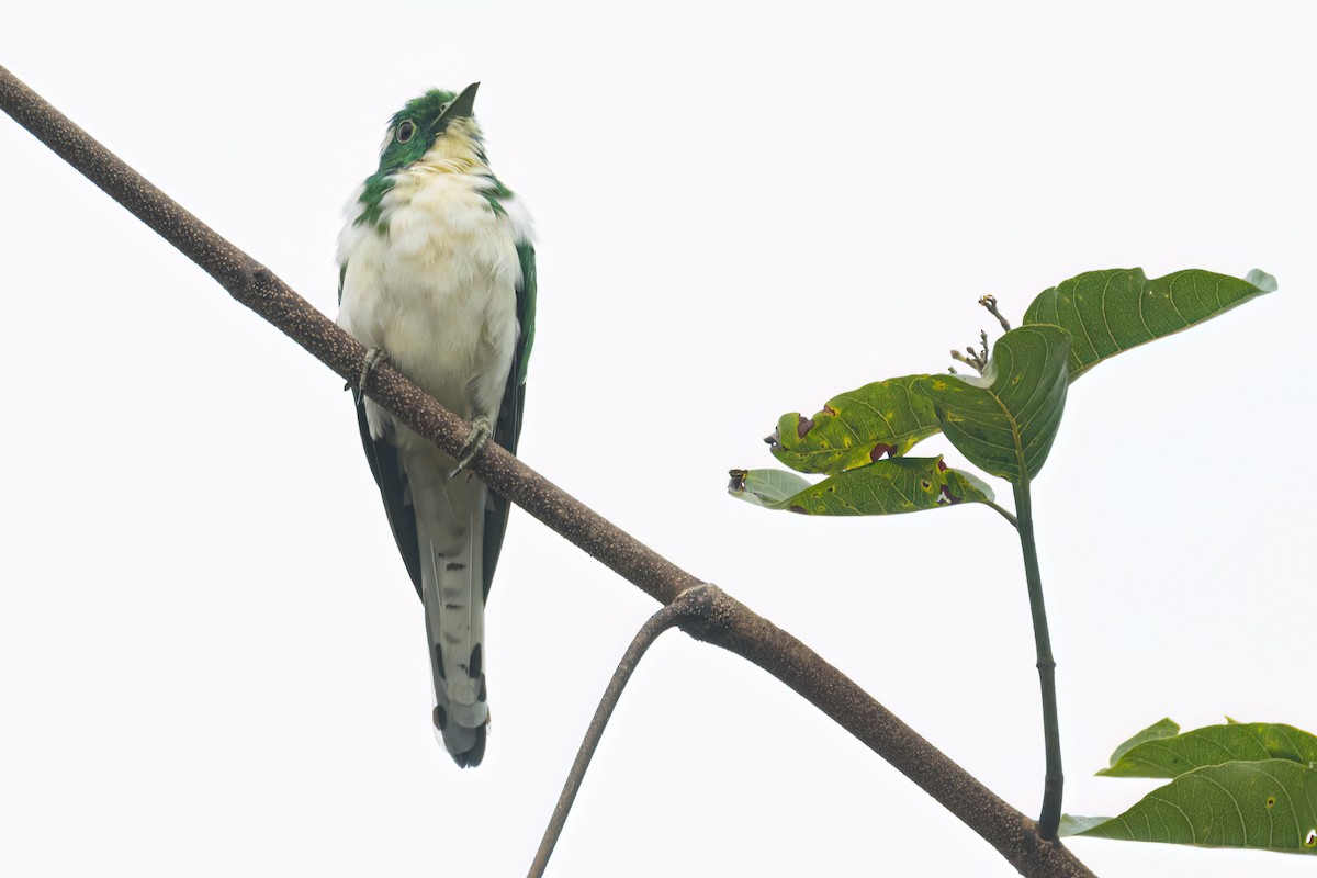Klaas's Cuckoo - ML646289363