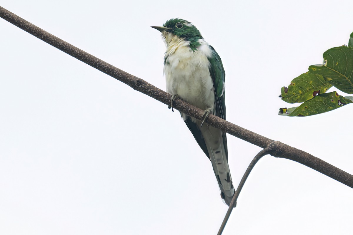 Klaas's Cuckoo - ML646289365