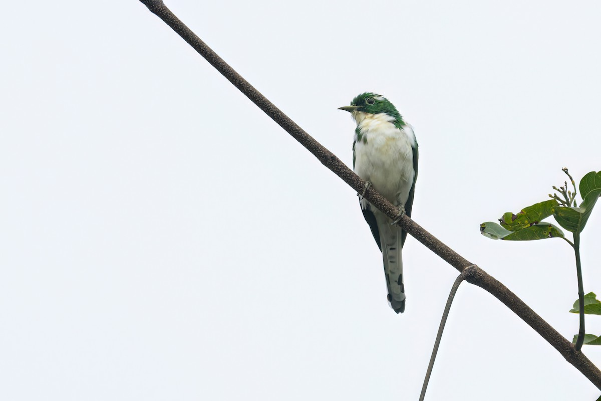 Klaas's Cuckoo - ML646289366