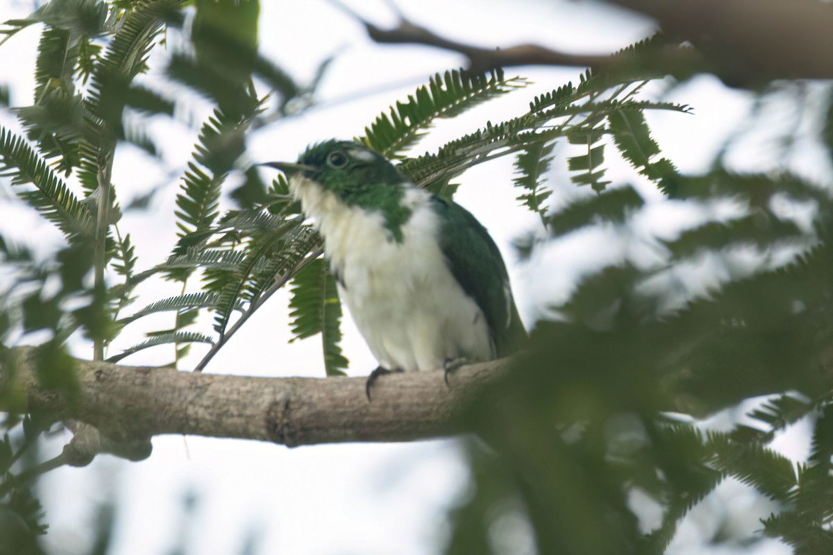 Klaas's Cuckoo - ML646289367