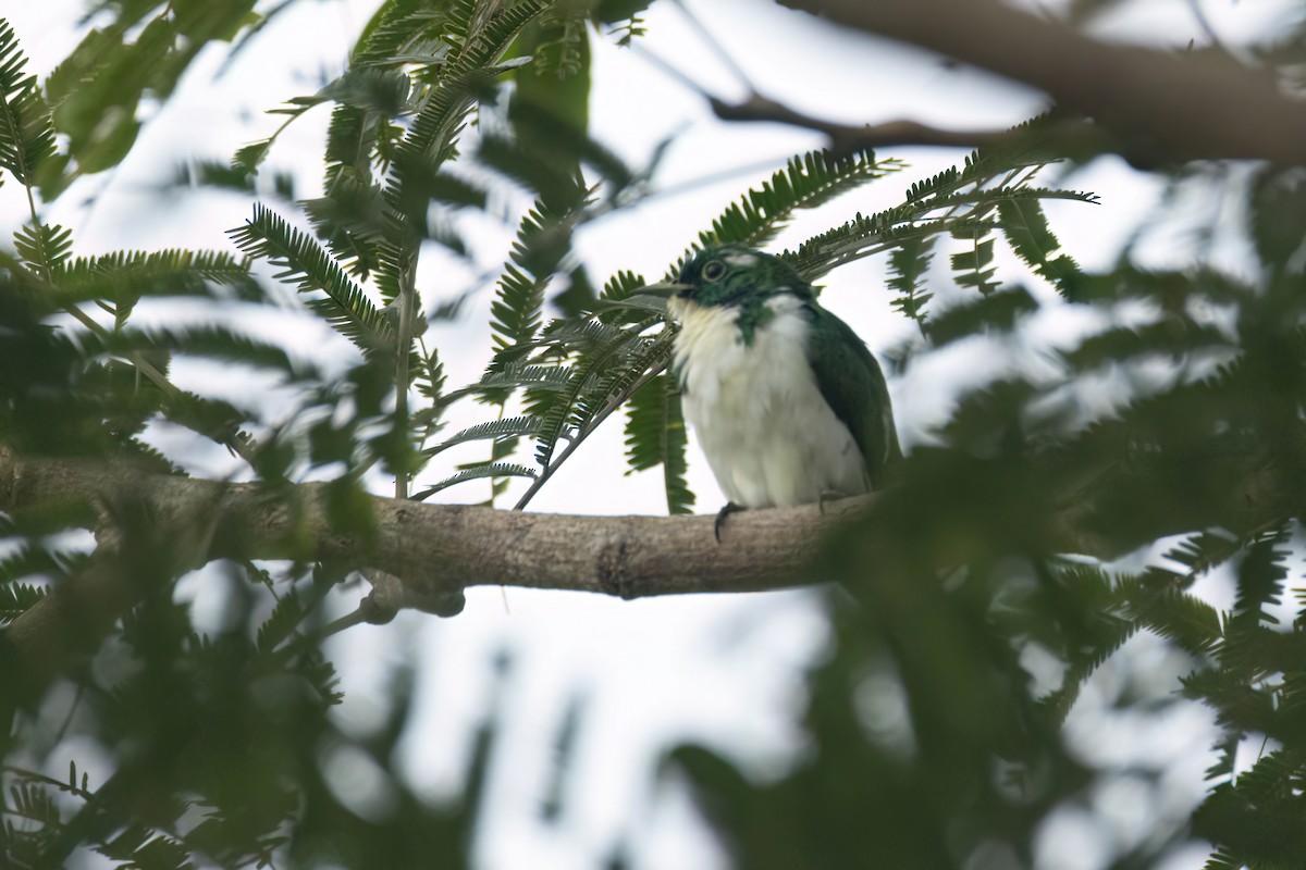 Klaas's Cuckoo - ML646289368