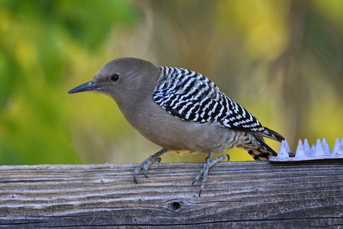 Gila Woodpecker - ML646289369