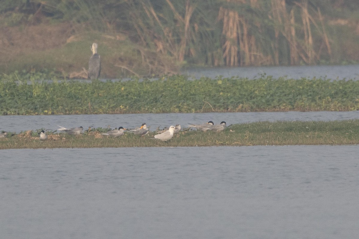 Gull-billed Tern - ML646289370