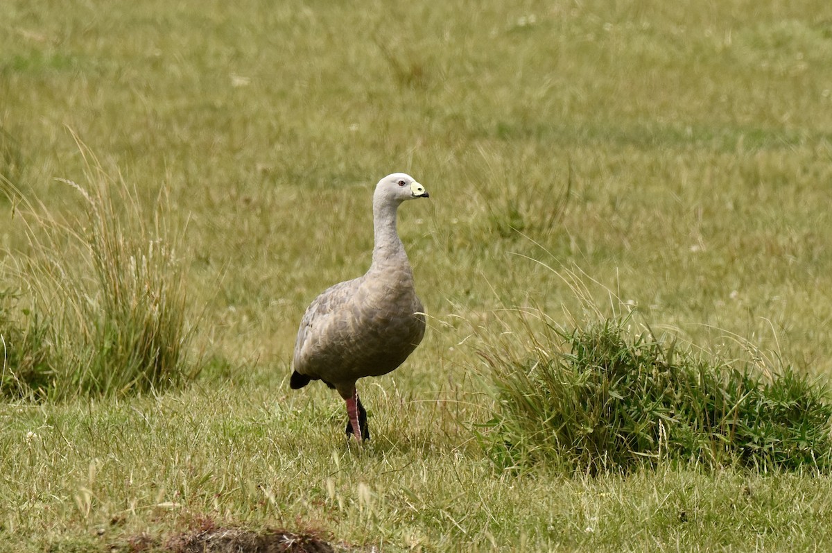 Cape Barren Goose - ML646289371