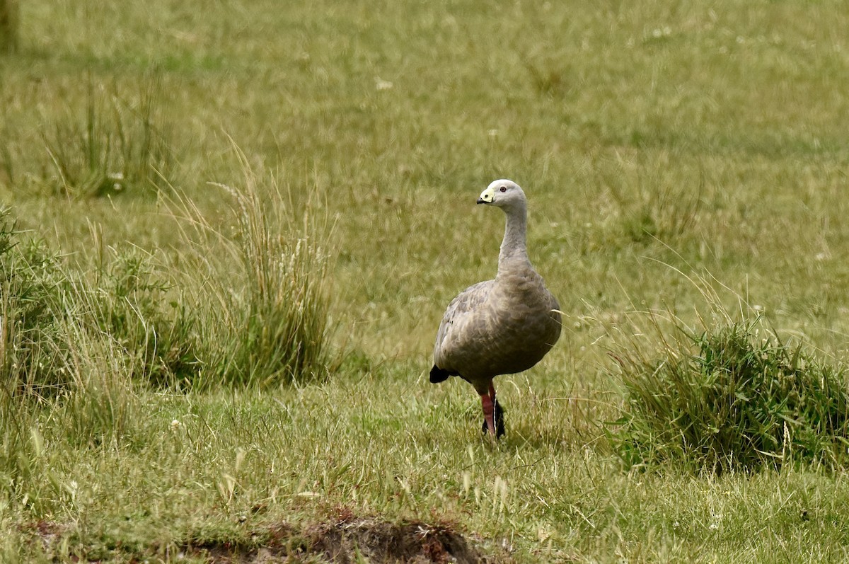 Cape Barren Goose - ML646289372