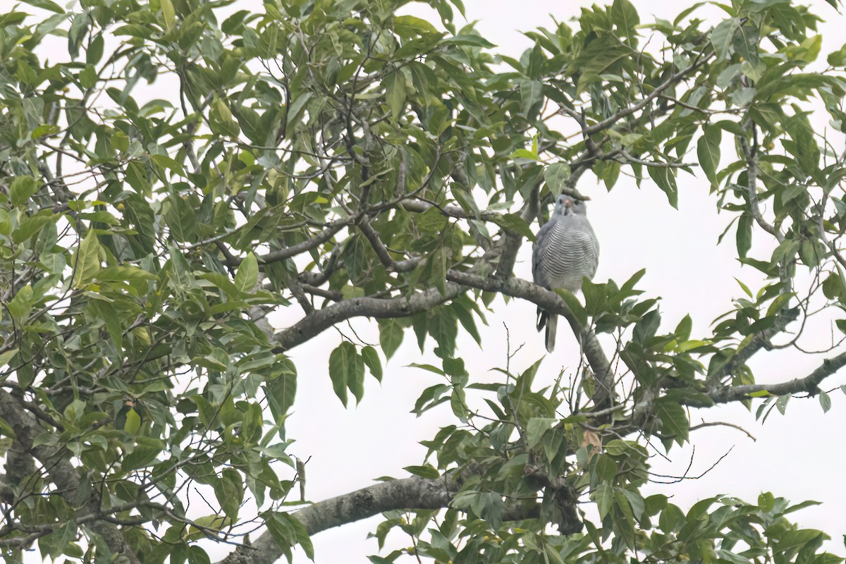 Lizard Buzzard - ML646289375