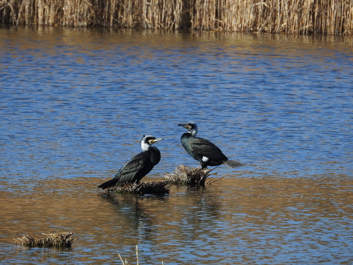 Great Cormorant - ML646289376