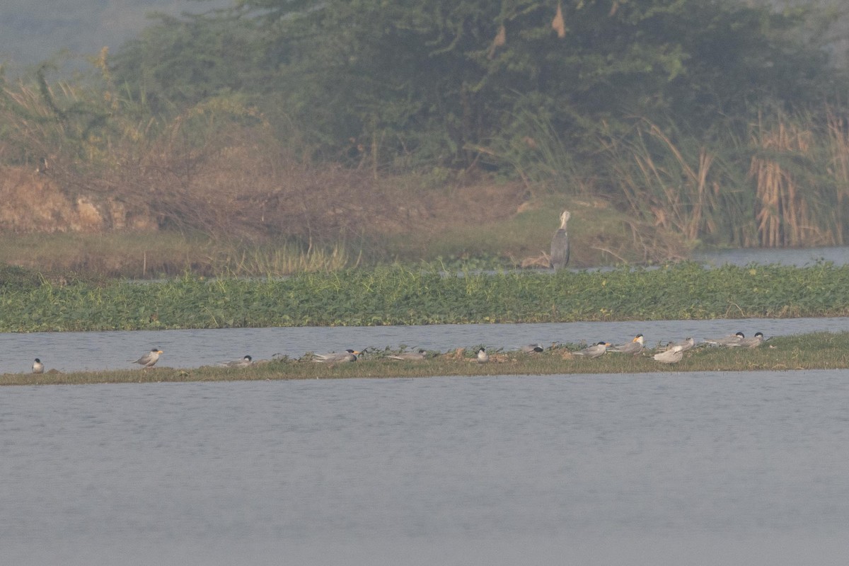 River Tern - ML646289377