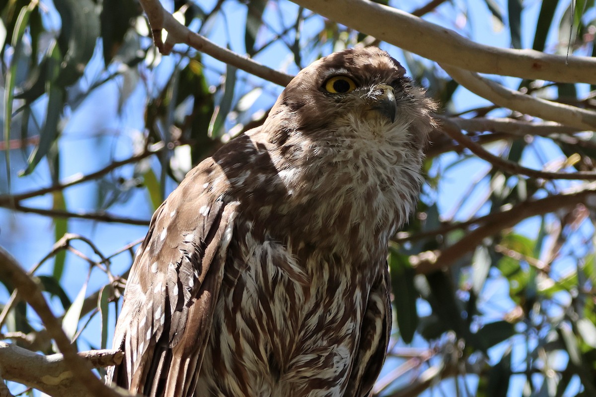 Barking Owl - ML646289378