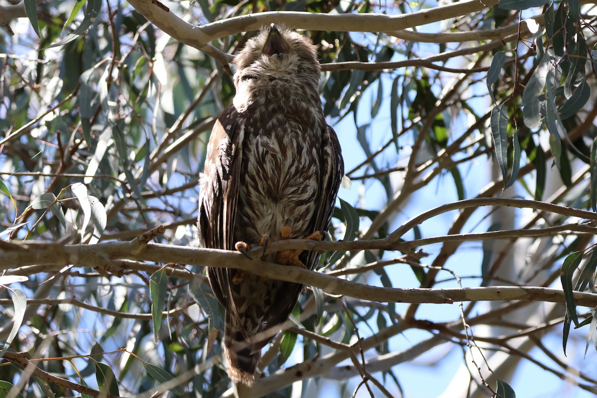 Barking Owl - ML646289379