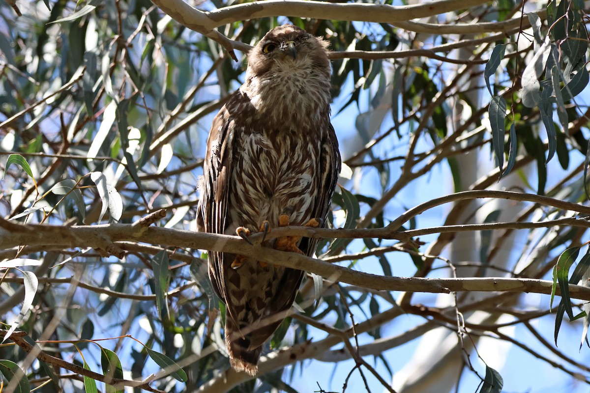 Barking Owl - ML646289380