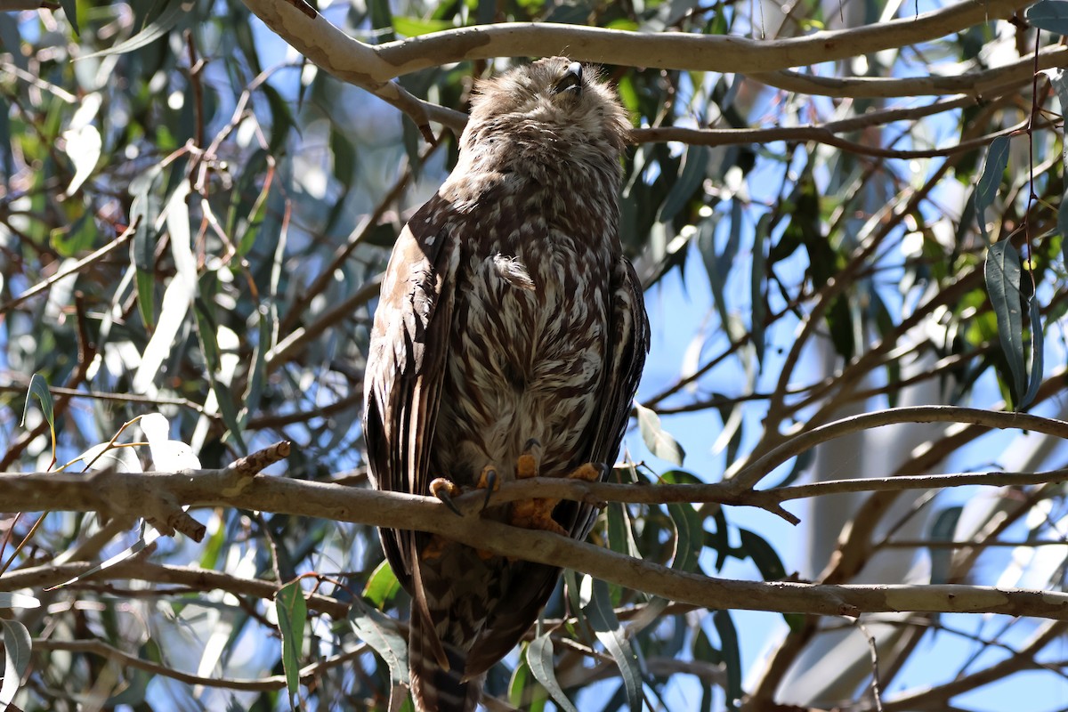 Barking Owl - ML646289381