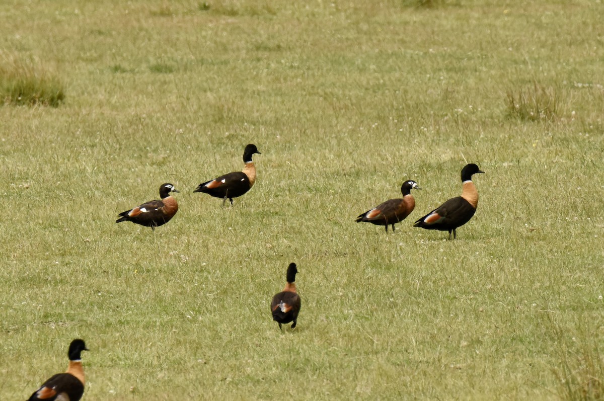 Australian Shelduck - ML646289382