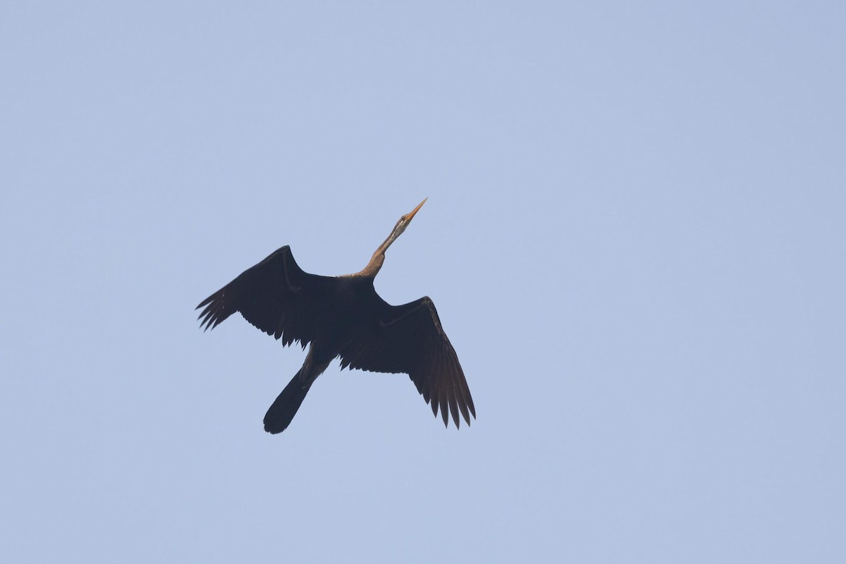 Oriental Darter - ML646289383