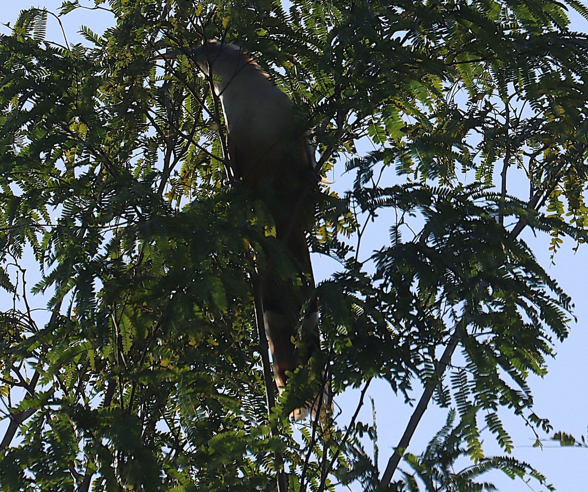 Great Lizard-Cuckoo - ML646289385
