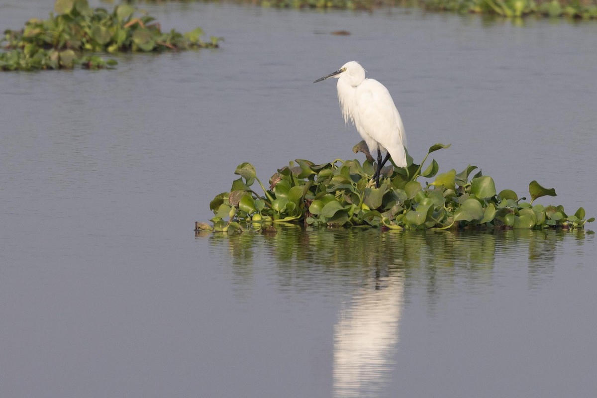 Little Egret - ML646289386