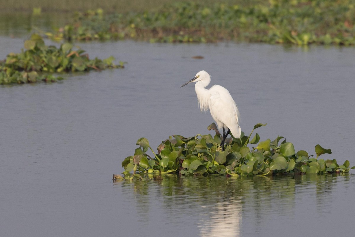 Little Egret - ML646289387