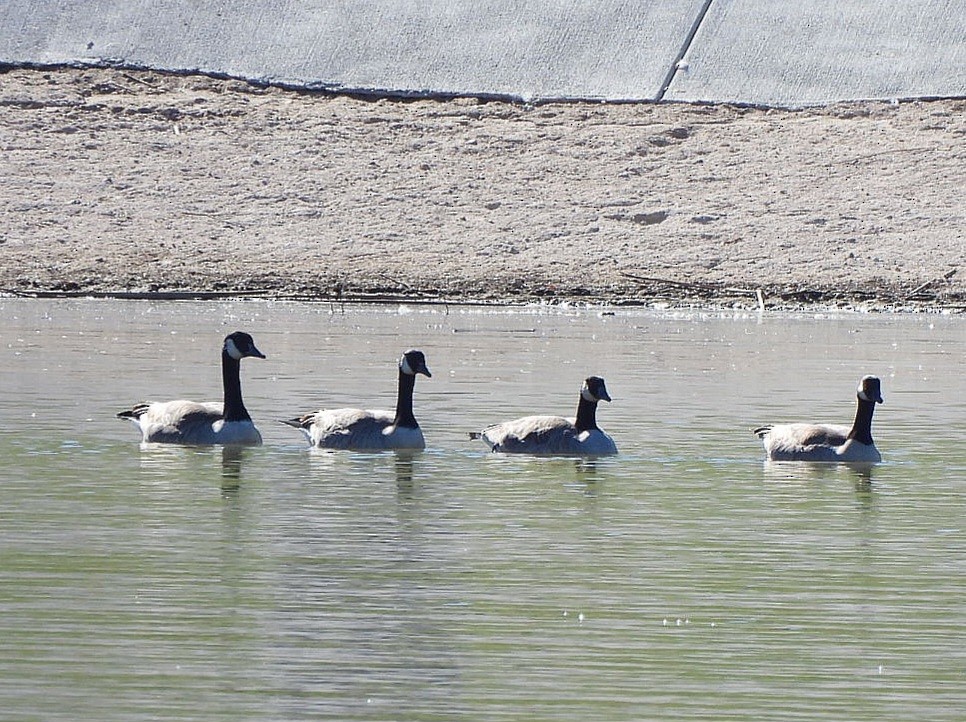 Canada Goose - ML646289389