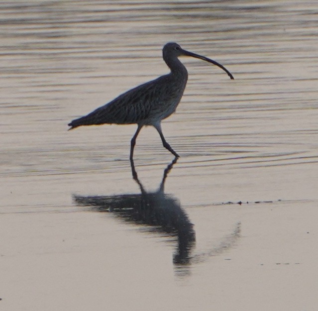 Eurasian Curlew - ML646289390