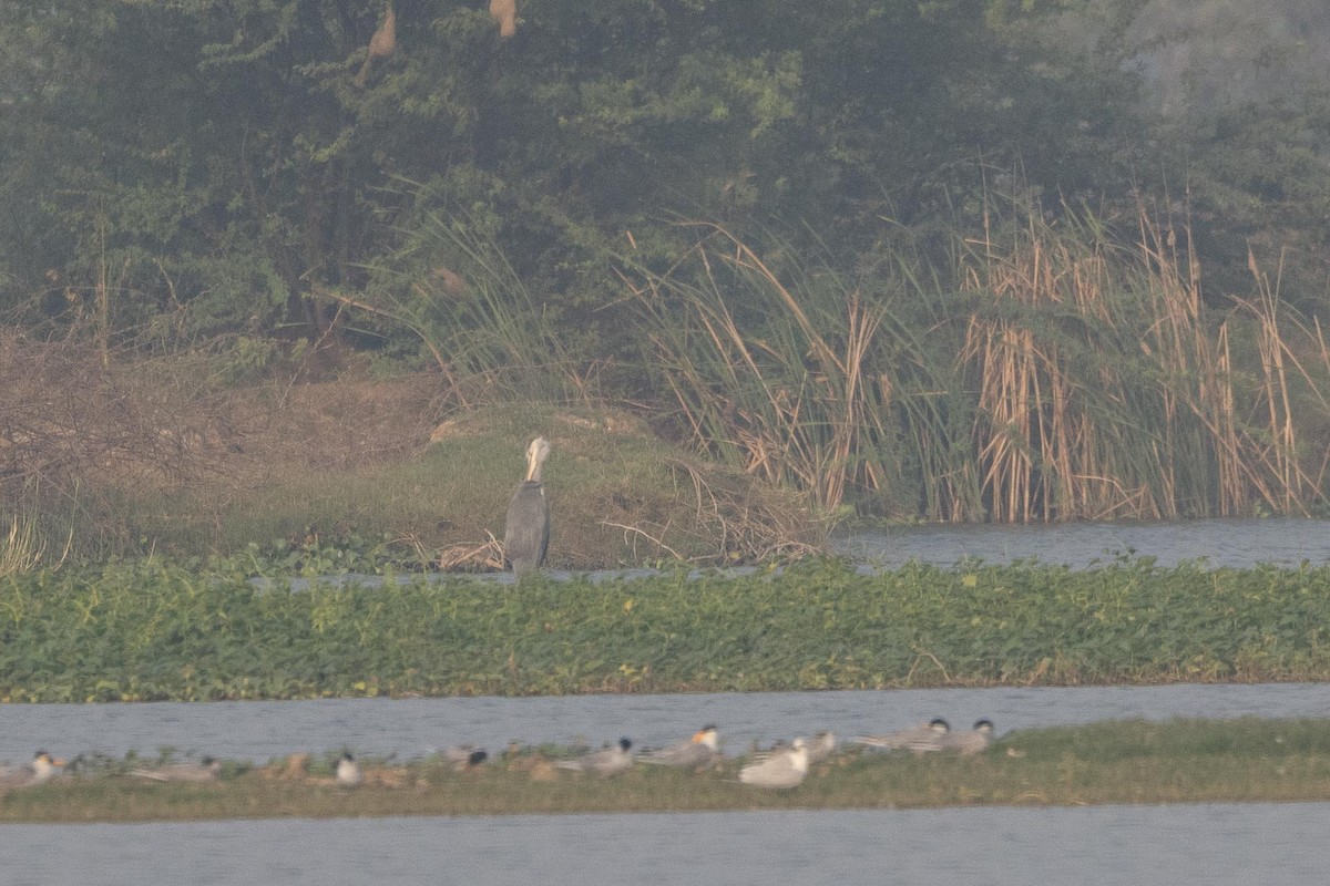 Gray Heron - ML646289392