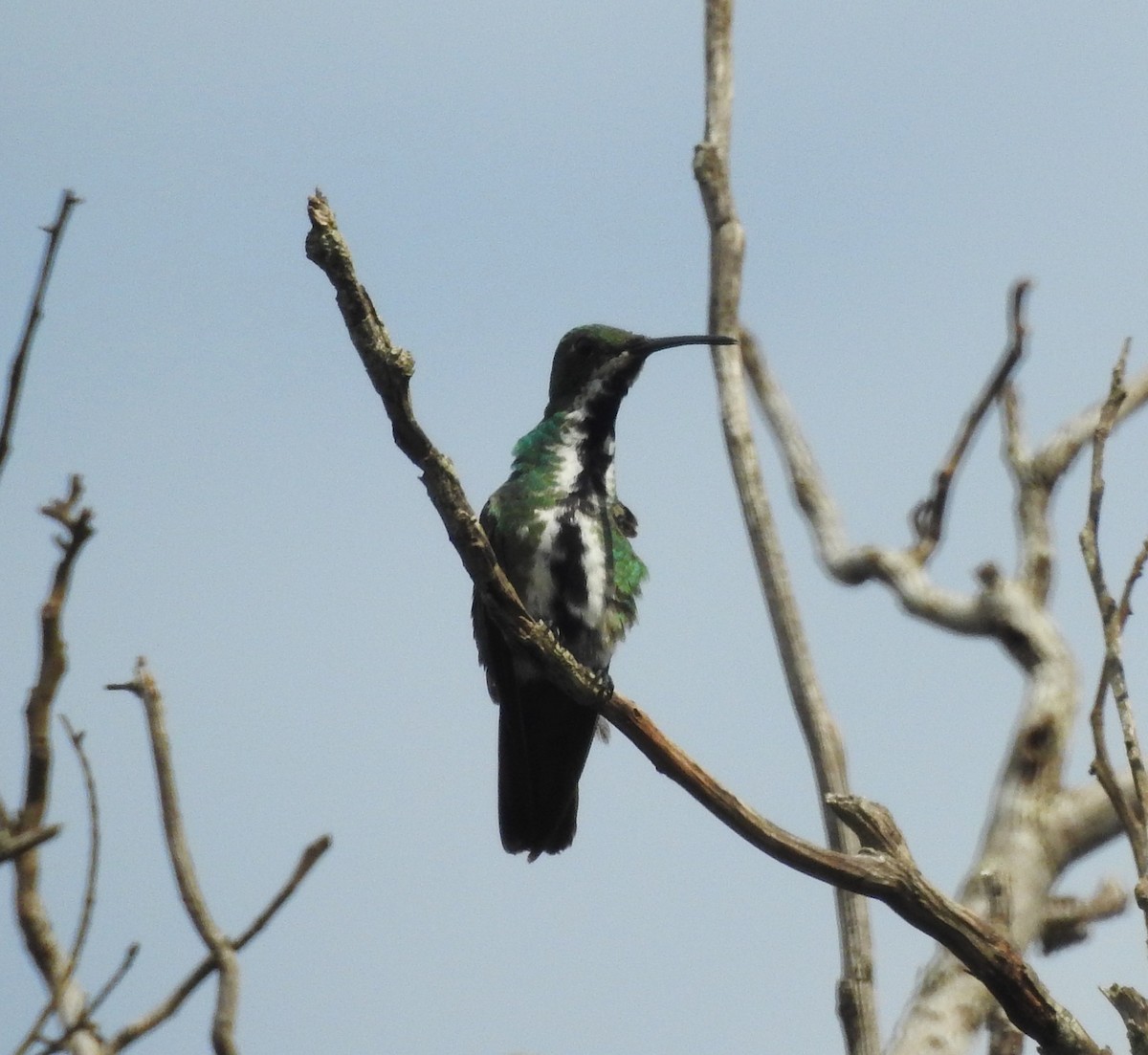 Black-throated Mango - ML646289397