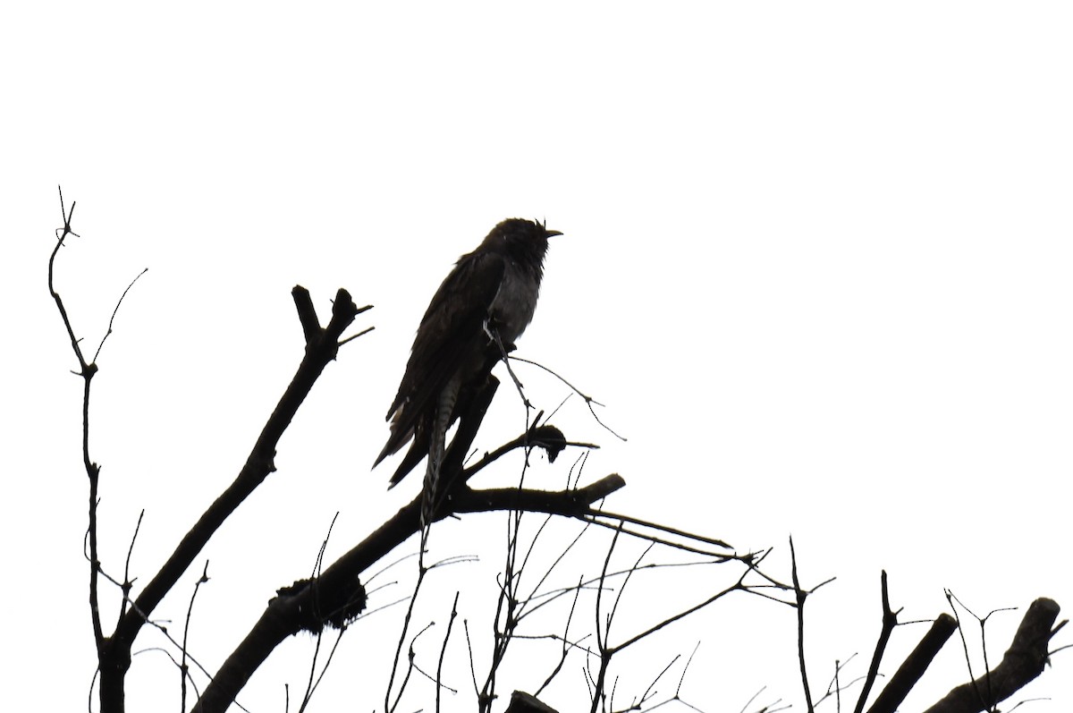 Pallid Cuckoo - ML646289399