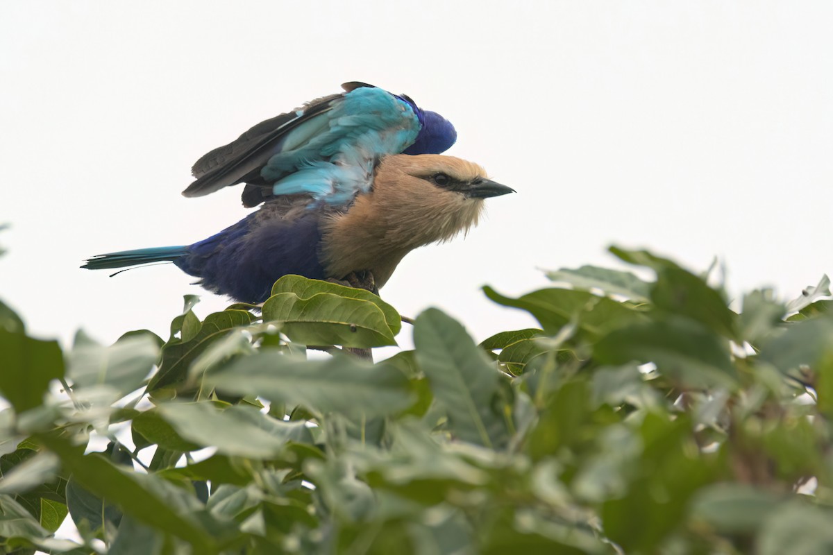 mandelík modrobřichý - ML646289405