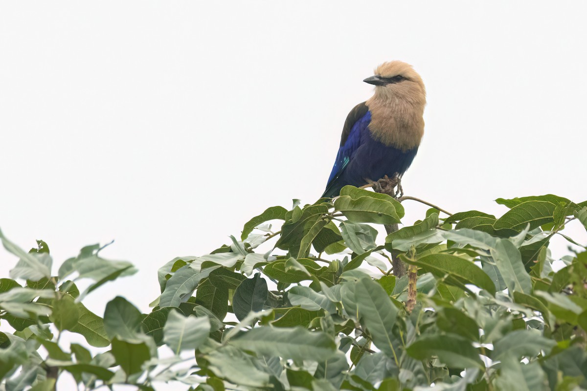 mandelík modrobřichý - ML646289406