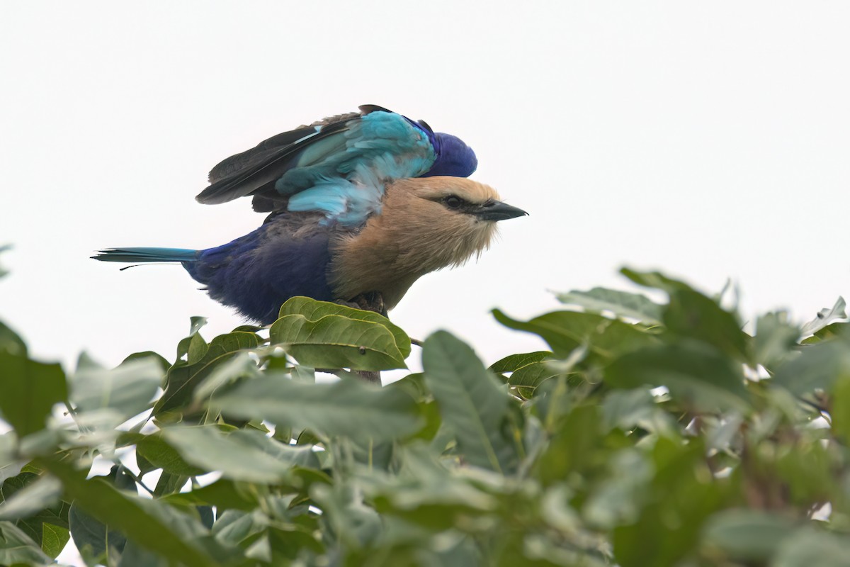 mandelík modrobřichý - ML646289407