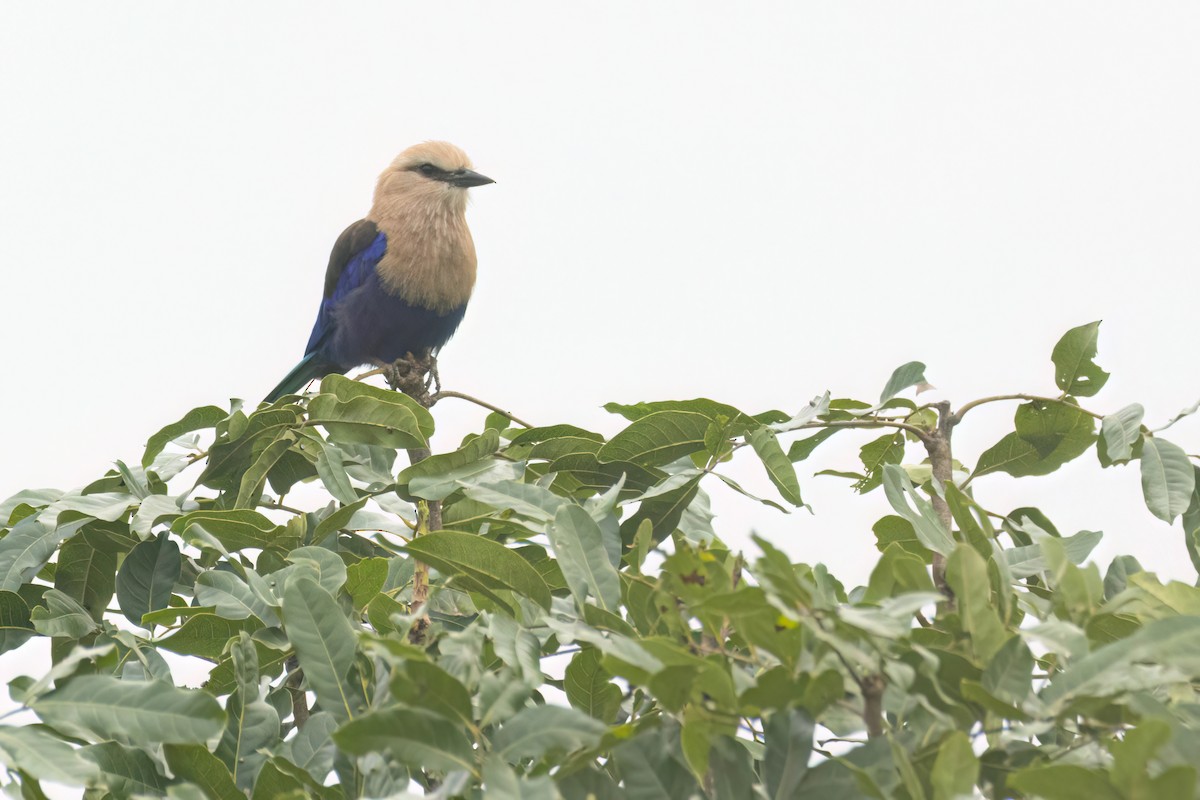 mandelík modrobřichý - ML646289408