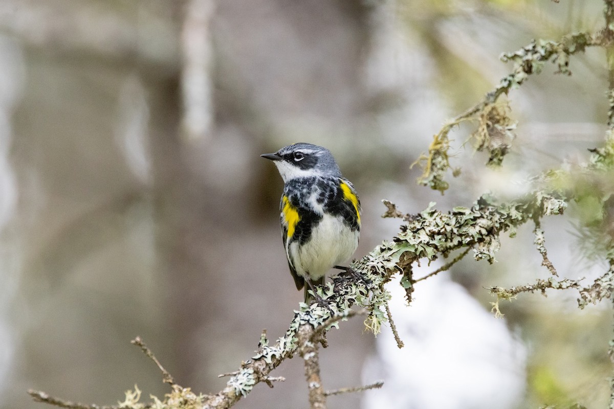 Yellow-rumped Warbler - ML646289410