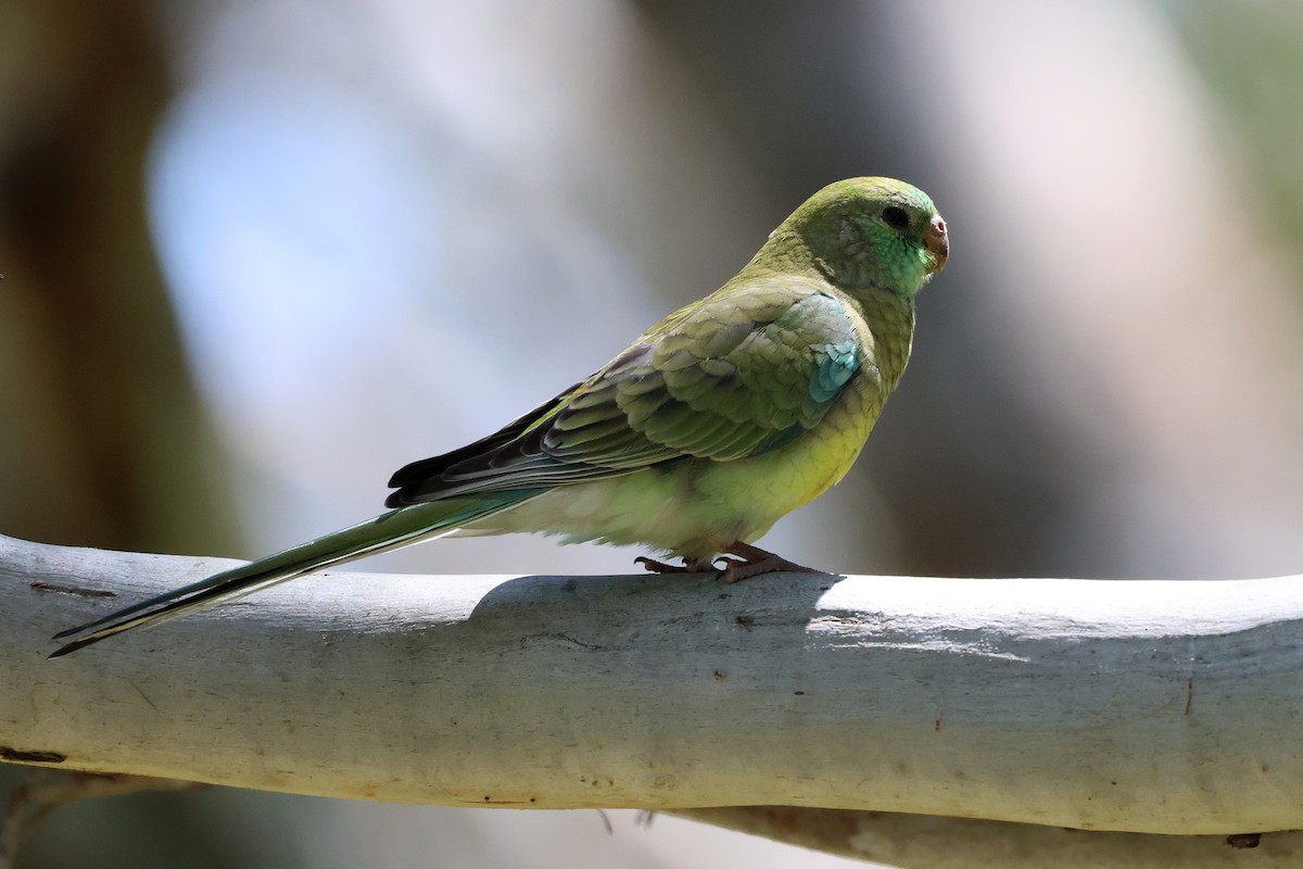 Red-rumped Parrot - ML646289412